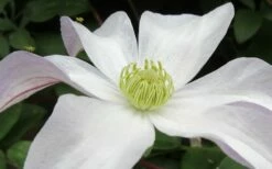 Huldine Clematis - 1 Gallon Pot -Wilson Bros Gardens Shop clematis huldine 3