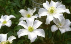 Huldine Clematis - 1 Gallon Pot -Wilson Bros Gardens Shop clematis huldine 6