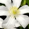 Huldine Clematis - 1 Gallon Pot