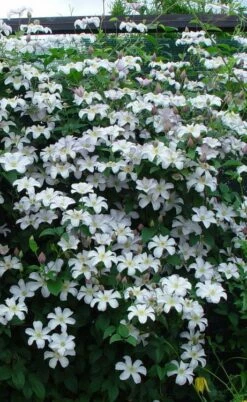 Huldine Clematis - 1 Gallon Pot -Wilson Bros Gardens Shop clematis huldine 9