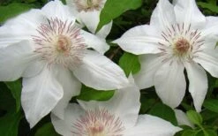 Hyde Hall Clematis - 1 Gallon Pot -Wilson Bros Gardens Shop clematis hyde hall 1