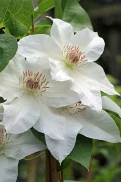 Hyde Hall Clematis - 1 Gallon Pot -Wilson Bros Gardens Shop clematis hyde hall 4