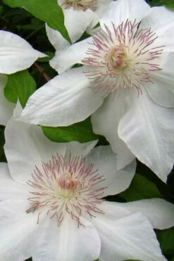 Hyde Hall Clematis - 1 Gallon Pot -Wilson Bros Gardens Shop clematis hyde hall 5