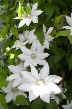 Hyde Hall Clematis - 1 Gallon Pot -Wilson Bros Gardens Shop clematis hyde hall 6