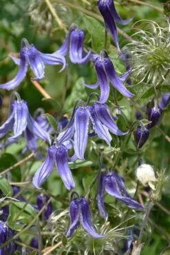 Clematis Integrifolia (Solitary Bush Clematis) - 1 Gallon Pot -Wilson Bros Gardens Shop clematis integrifolia soiltary bush clematis 4