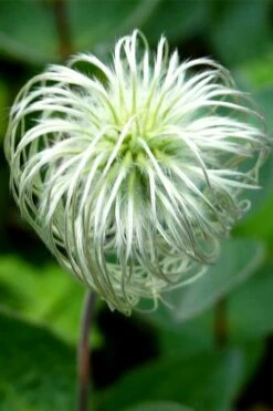 Clematis Integrifolia (Solitary Bush Clematis) - 1 Gallon Pot -Wilson Bros Gardens Shop clematis integrifolia soiltary bush clematis 6