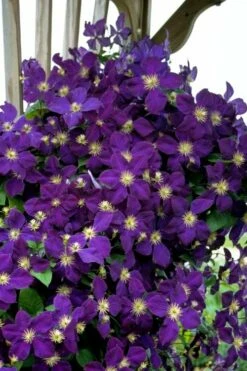 Jakmanii Purple Clematis - 1 Gallon Pot -Wilson Bros Gardens Shop clematis jackmanii 5