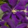 Jakmanii Purple Clematis - 1 Gallon Pot