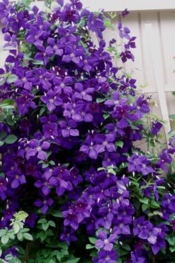 Jakmanii Purple Clematis - 1 Gallon Pot -Wilson Bros Gardens Shop clematis jackmanii 9