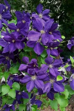 Jackmanii Superba Clematis - 1 Gallon Pot -Wilson Bros Gardens Shop clematis jackmanii superba 4