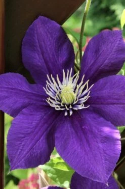 Jackmanii Superba Clematis - 1 Gallon Pot -Wilson Bros Gardens Shop clematis jackmanii superba 5
