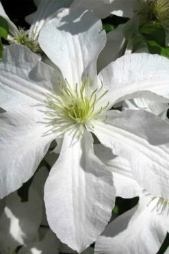 John Huxtable Clematis - 1 Gallon Pot