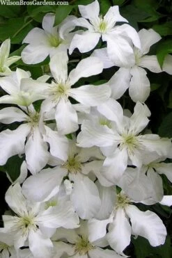 John Huxtable Clematis - 1 Gallon Pot 8 John Huxtable Clematis - 1 Gallon Pot -Wilson Bros Gardens Shop clematis john huxtable 3