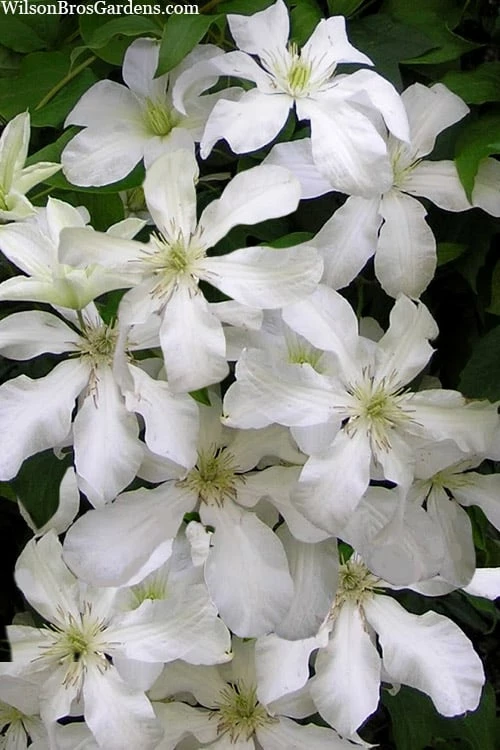 John Huxtable Clematis - 1 Gallon Pot 4 John Huxtable Clematis - 1 Gallon Pot - Image 4