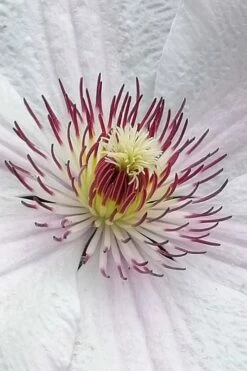 John Paul II Clematis - 1 Gallon Pot -Wilson Bros Gardens Shop clematis john paul II 5