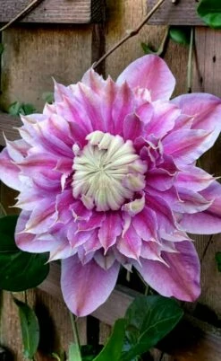 Josephine Clematis - 1 Gallon Pot -Wilson Bros Gardens Shop clematis josephine 13