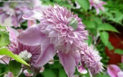 Josephine Clematis - 1 Gallon Pot -Wilson Bros Gardens Shop clematis josephine 15