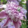 Josephine Clematis - 1 Gallon Pot