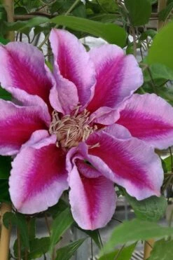 Killian Donahue Clematis - 1 Gallon Pot -Wilson Bros Gardens Shop clematis killian donahue 1