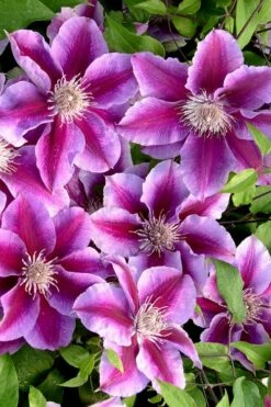 Killian Donahue Clematis - 1 Gallon Pot -Wilson Bros Gardens Shop clematis killian donahue 2