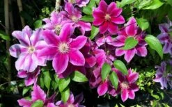 Killian Donahue Clematis - 1 Gallon Pot -Wilson Bros Gardens Shop clematis killian donahue 3
