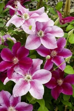 Killian Donahue Clematis - 1 Gallon Pot -Wilson Bros Gardens Shop clematis killian donahue 4