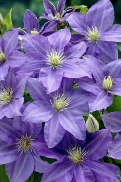 Lady Northcliffe Clematis - 1 Gallon Pot -Wilson Bros Gardens Shop clematis lady northcliffe 2