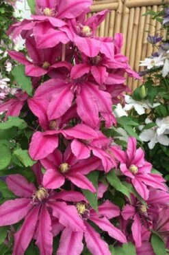Liberation Clematis - 1 Gallon Pot -Wilson Bros Gardens Shop clematis liberation 4