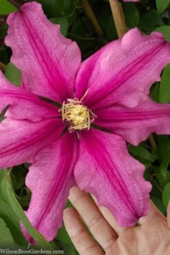 Liberation Clematis - 1 Gallon Pot