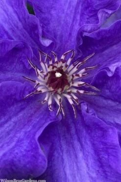 Lindsay Clematis - 1 Gallon Pot 7 Lindsay Clematis - 1 Gallon Pot -Wilson Bros Gardens Shop clematis lindsay 5