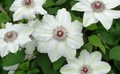 Miss Bateman Clematis - 1 Gallon Pot -Wilson Bros Gardens Shop clematis miss bateman 2 800x500 1