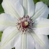 Miss Bateman Clematis - 1 Gallon Pot