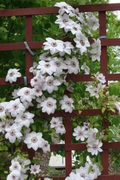 Miss Bateman Clematis - 1 Gallon Pot -Wilson Bros Gardens Shop clematis miss20bateman 4 500x750 1