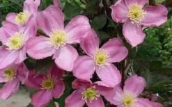 Montana Elizabeth Clematis - 1 Gallon Pot -Wilson Bros Gardens Shop clematis montana elizabeth 2