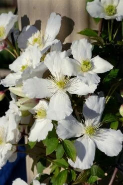 Grandiflora Montana Clematis - 1 Gallon Pot -Wilson Bros Gardens Shop clematis montana grandiflora 9
