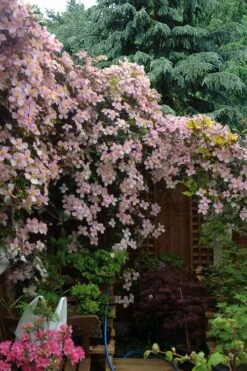 Mayleen Montana Clematis - 1 Gallon Pot 12 Mayleen Montana Clematis - 1 Gallon Pot -Wilson Bros Gardens Shop clematis montana mayleen 12