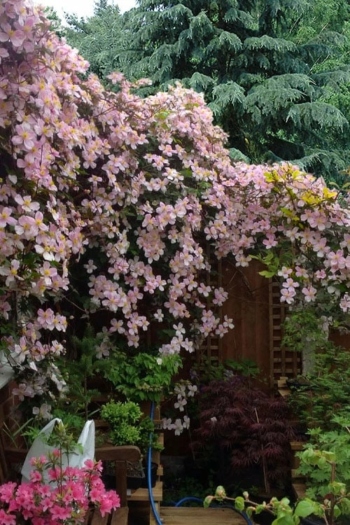 Mayleen Montana Clematis - 1 Gallon Pot 4 Mayleen Montana Clematis - 1 Gallon Pot - Image 4