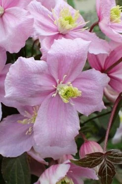 Mayleen Montana Clematis - 1 Gallon Pot 16 Mayleen Montana Clematis - 1 Gallon Pot -Wilson Bros Gardens Shop clematis montana mayleen 5