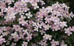 Montana Rubens Clematis - 1 Gallon Pot 12 Montana Rubens Clematis - 1 Gallon Pot -Wilson Bros Gardens Shop clematis montana rubens 12