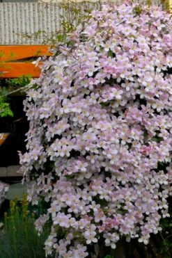 Montana Rubens Clematis - 1 Gallon Pot 11 Montana Rubens Clematis - 1 Gallon Pot -Wilson Bros Gardens Shop clematis montana rubens 8