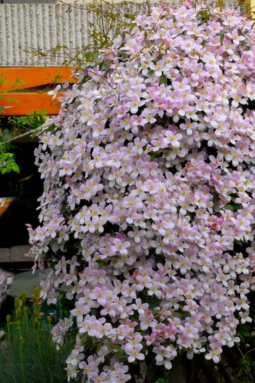 Montana Rubens Clematis - 1 Gallon Pot 4 Montana Rubens Clematis - 1 Gallon Pot - Image 4