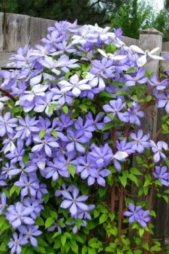 Mrs. Cholmondeley Clematis - 1 Gallon Pot -Wilson Bros Gardens Shop clematis mrs cholmondeley 2