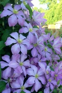 Mrs. Cholmondeley Clematis - 1 Gallon Pot -Wilson Bros Gardens Shop clematis mrs cholmondeley 8