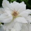 Mrs. George Jackman Clematis - 1 Gallon Pot