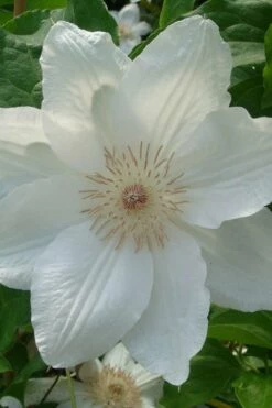 Mrs. George Jackman Clematis - 1 Gallon Pot -Wilson Bros Gardens Shop clematis mrs george jackman 500x750 1