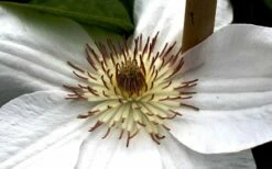 Mrs. George Jackman Clematis - 1 Gallon Pot -Wilson Bros Gardens Shop clematis mrs george jackman 8