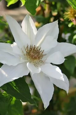 Mrs. George Jackman Clematis - 1 Gallon Pot -Wilson Bros Gardens Shop clematis mrs george jackman 9