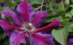 Mrs. Norman Thompson Clematis - 1 Gallon Pot 11 Mrs. Norman Thompson Clematis - 1 Gallon Pot -Wilson Bros Gardens Shop clematis mrs n thompson 1