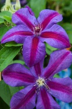 Mrs. Norman Thompson Clematis - 1 Gallon Pot 12 Mrs. Norman Thompson Clematis - 1 Gallon Pot -Wilson Bros Gardens Shop clematis mrs n thompson 7