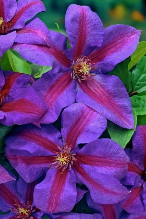 Mrs. Norman Thompson Clematis - 1 Gallon Pot 6 Mrs. Norman Thompson Clematis - 1 Gallon Pot - Image 6